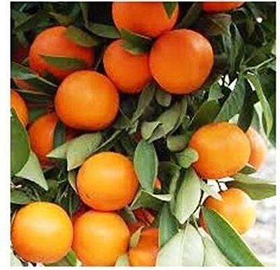 AFARTIOBINA Lemon Plant(Hybrid, Pack of 1)