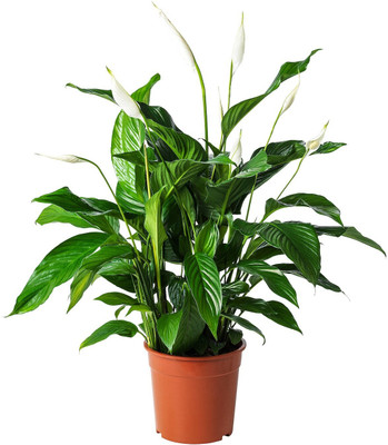 AFARTIOBINA Peace Lily Plant(Hybrid, Pack of 1)