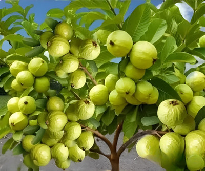 PLANTORIA Guava Plant(Hybrid, Pack of 1)