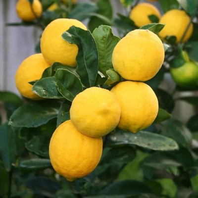 ibains Lemon Plant(Hybrid, Pack of 1)