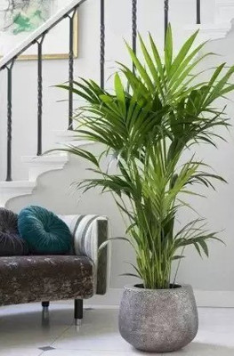 Risenshine Areca Palm(Hybrid, Pack of 1)