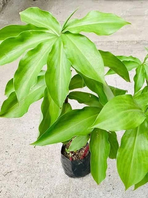 PROGOTI BOTANY Insulin Plant(Hybrid, Pack of 1)