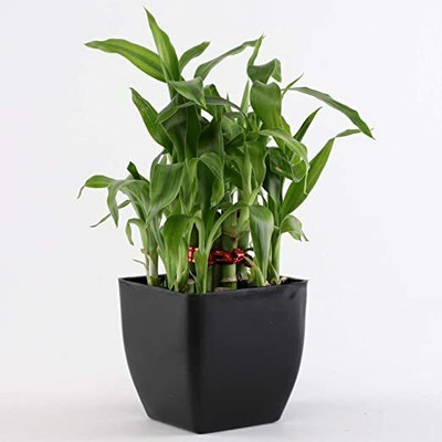 Flora Solutions Two Layer Bamboo Plant(Hybrid, Pack of 1)