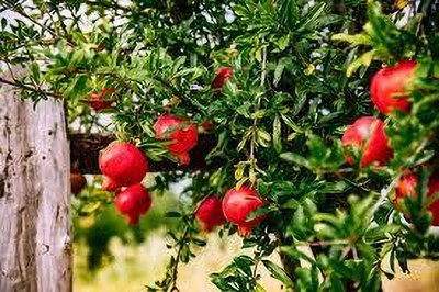 GLOBQRO Pomegranate Plant(Hybrid, Pack of 1)