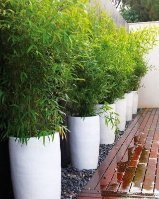 My Dream Nursery Two Layer Bamboo Plant(Hybrid, Pack of 1)