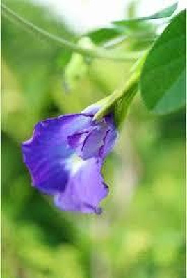 GLOBQRO Aparajita/ Butterfly Pea Plant(Hybrid, Pack of 1)