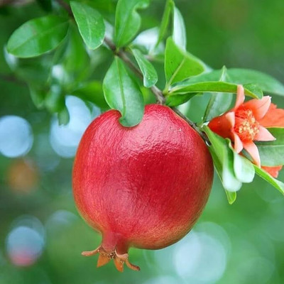 Cloud Farm Pomegranate Plant(Hybrid, Pack of 1)