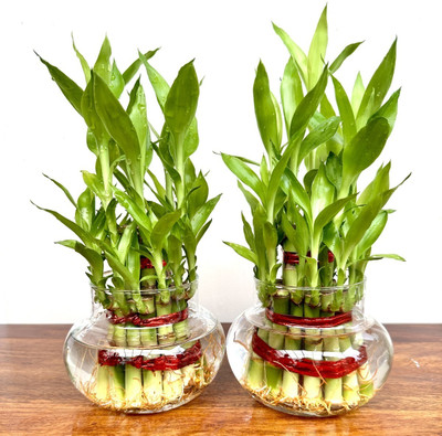 Gabbro Two Layer Bamboo Plant(Hybrid, Pack of 2)