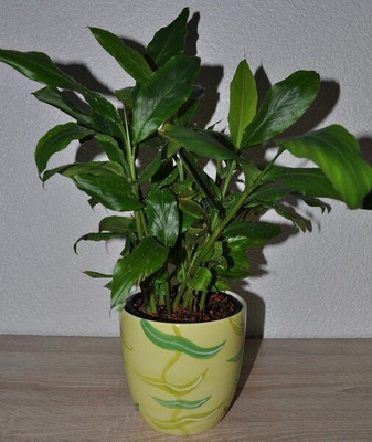 SHREYAGREEN Elaichi/Cardamom Plant(Hybrid, Pack of 1)