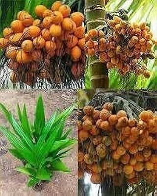 MAITRA AND SONS Betel Nut/Supari Plant(Pack of 1)