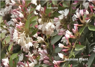 Green view Jasmine Plant(Hybrid, Pack of 1)