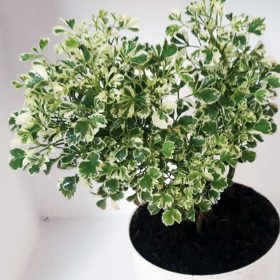 MyGreenPlanet Aralia Plant(Hybrid, Pack of 1)
