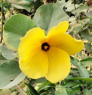 Bijaya Online Store Hibiscus Plant(Hybrid, Pack of 1)