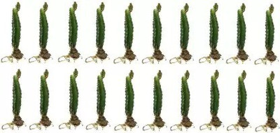 Aquinnah Graden Dragon Tree(Hybrid, Pack of 20)
