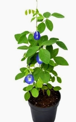 Greenearth Aparajita/ Butterfly Pea Plant(Pack of 2)