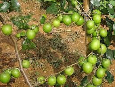 Manjunursery Ber Apple Plant(Hybrid, Pack of 1)