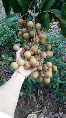 Barhloew Litchi Plant(Pack of 1)