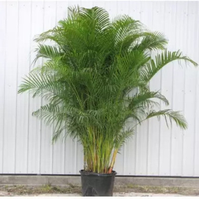 Augadh Areca Palm(Hybrid, Pack of 1)