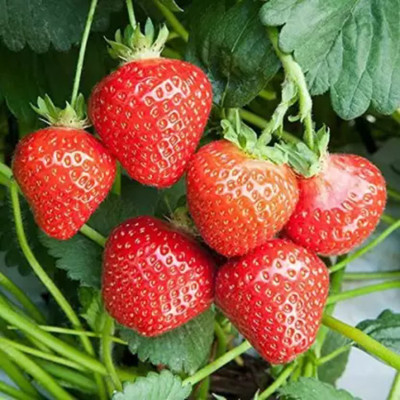 Agacha Strawberry Plant(Hybrid, Pack of 1)