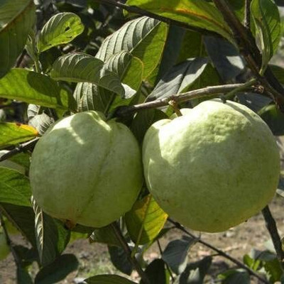 Aywal Guava, Amrood, Amrud, Psidium, Guajava Seed(10 per packet)
