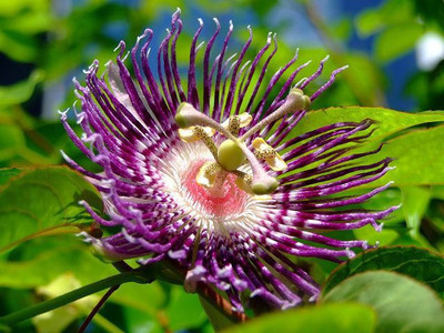 RudraECOM Passion Plant(Hybrid, Pack of 1)