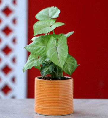KUMUBON Syngonium Plant(Hybrid, Pack of 1)