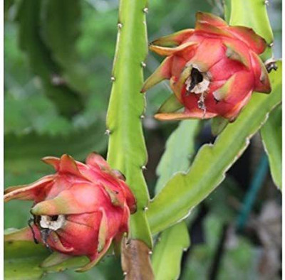 KUNUBON Dragon Tree(Hybrid, Pack of 1)