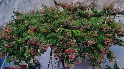 ABEFARIYA Madhu Kamini Plant(Hybrid, Pack of 1)