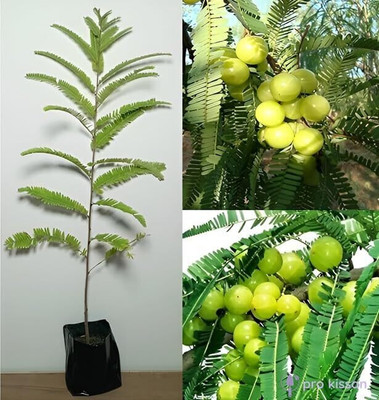 Cloud Farm Amla Plant(Hybrid, Pack of 1)