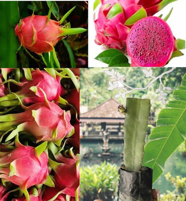 ABC Dragon Tree(Hybrid, Pack of 1)