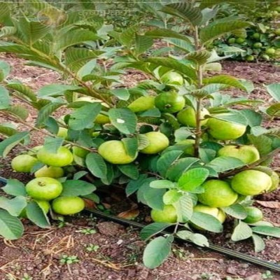 LaughEarth Guava Plant(Hybrid, Pack of 1)