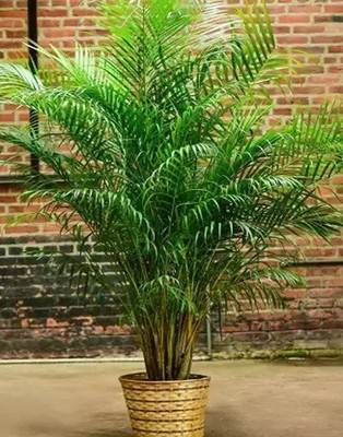 BALUBITA Areca Palm(Hybrid, Pack of 1)