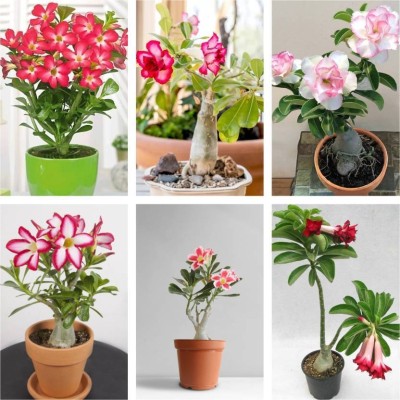 Cloud Farm Adenium Plant(Hybrid, Pack of 6)