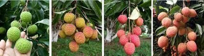 KrishnaNursery Litchi Plant(Hybrid, Pack of 1)