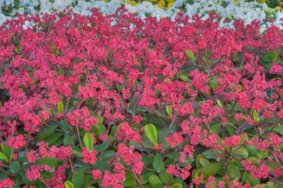 rimi Euphorbia Milii Dwarf Apache Red Cactus Plant(Hybrid, Pack of 1)