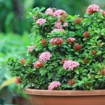 Kodali Trothic Ixora/Chethi Plant(Hybrid, Pack of 1)