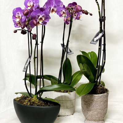Risenshine Lily Plant(Hybrid, Pack of 3)