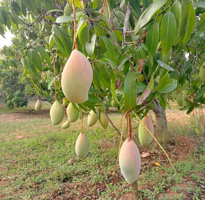 ibains Mango tree seed Seed(1 per packet)