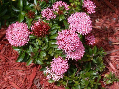 MAMONI TRADERS Trothic Ixora/Chethi Plant(Hybrid, Pack of 1)