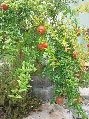 ARYAN EVERGREEN Pomegranate Plant(Hybrid, Pack of 1)