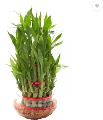 BALA PLANT CREATION Two Layer Bamboo Plant(Pack of 1)