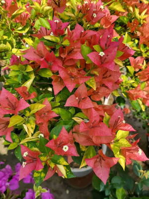 KS TRADERS Bougainvillea Plant(Hybrid, Pack of 1)