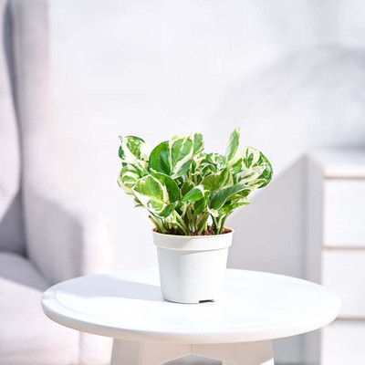 Plantoos By Ugaoo Njoy Money Plant(Pack of 1)