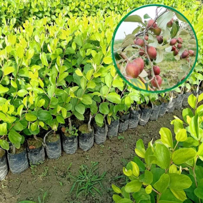 GreensFord Ber Apple Plant(Hybrid, Pack of 1)