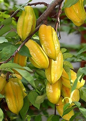 SAYANTIKA NURSERY Star Fruit Carambola Grafted Plant(Hybrid, Pack of 1)