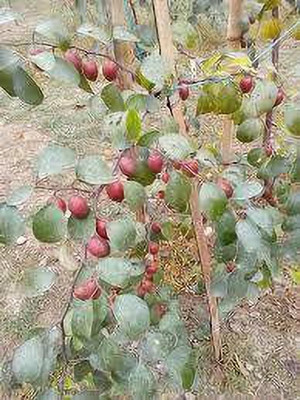 Oxygreenplant Ber Apple Plant(Hybrid, Pack of 1)