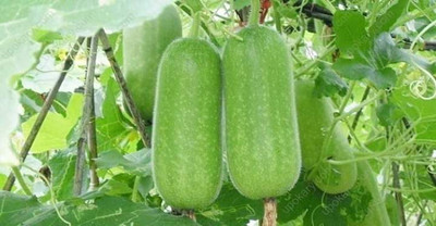 KNursery Betel Nut/Supari Plant(Hybrid, Pack of 40)
