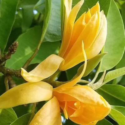 samarthgreen Golden Champa Plant(Hybrid, Pack of 1)