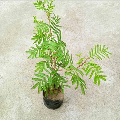 Cloud Farm Shami/Jand Plant(Hybrid, Pack of 1)