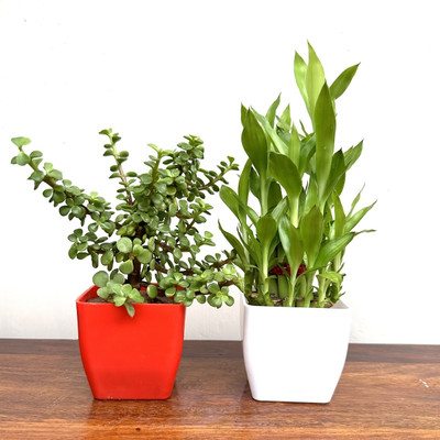 Gabbro Two Layer Bamboo Plant, Jade Plant(Hybrid, Pack of 2)